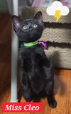 Cleo