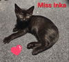 Inka