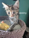 Destiny