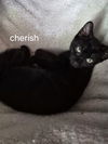 Cherish