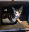 Joe