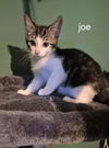 Joe