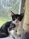 Pablano