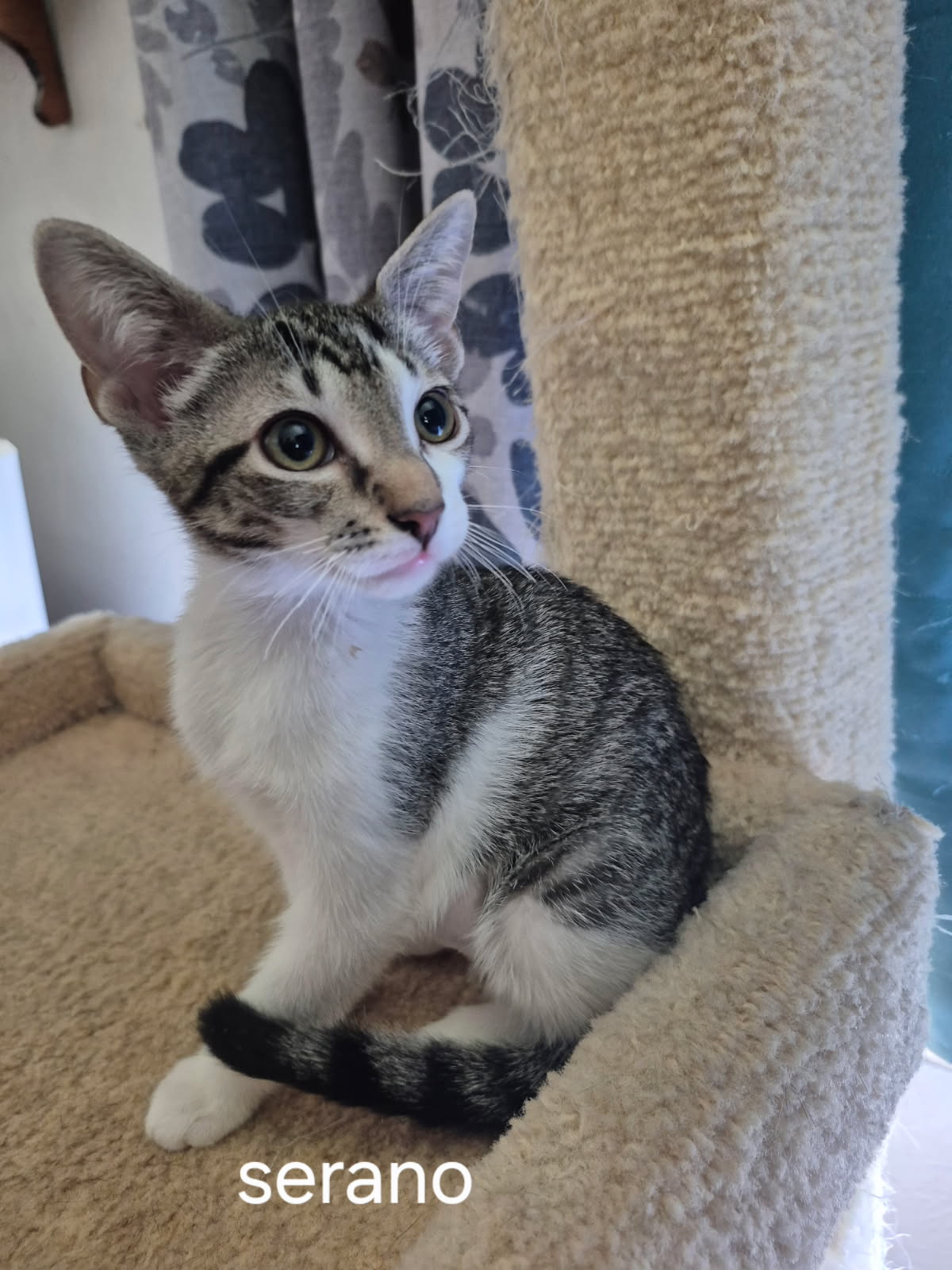 adoptable Cat in Oviedo, FL named Serano