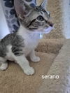 Serano