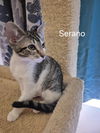 Serano