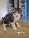 Cayenne