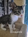 Cayenne