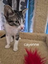 Cayenne