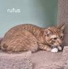 Rufus