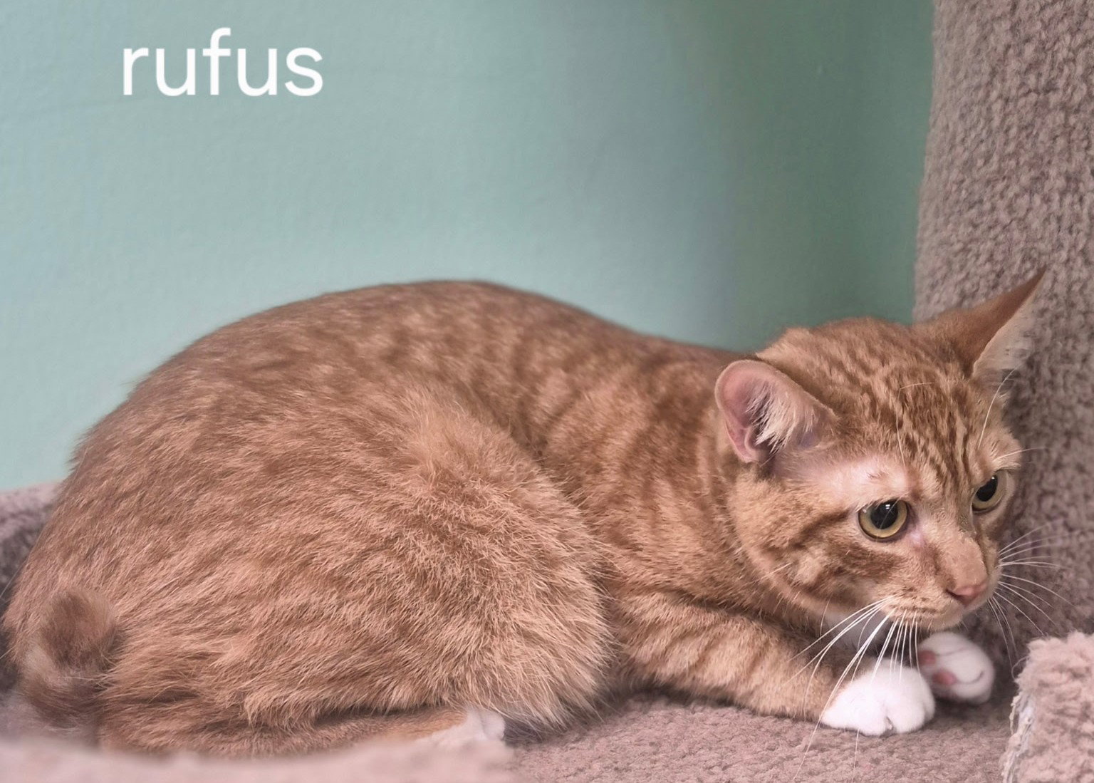 Rufus Image