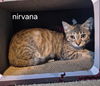 Nirvana