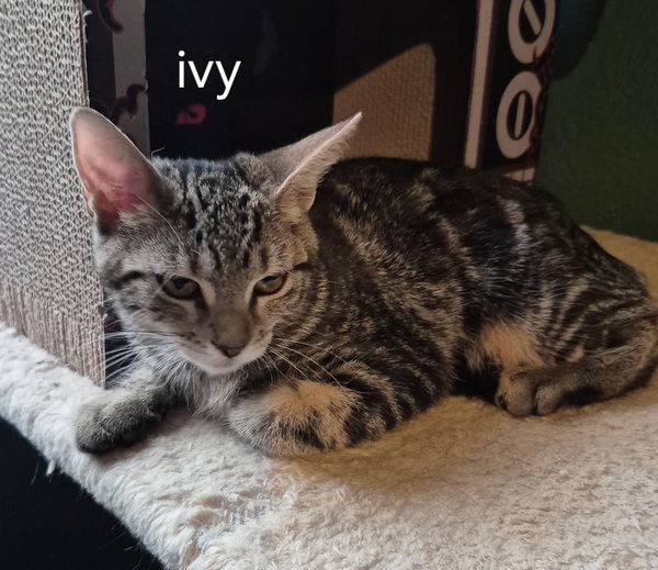 Ivy