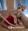 Sir Issac Mewton