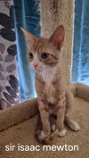 Sir Issac Mewton