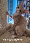 Sir Issac Mewton