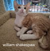 William Shakespaw