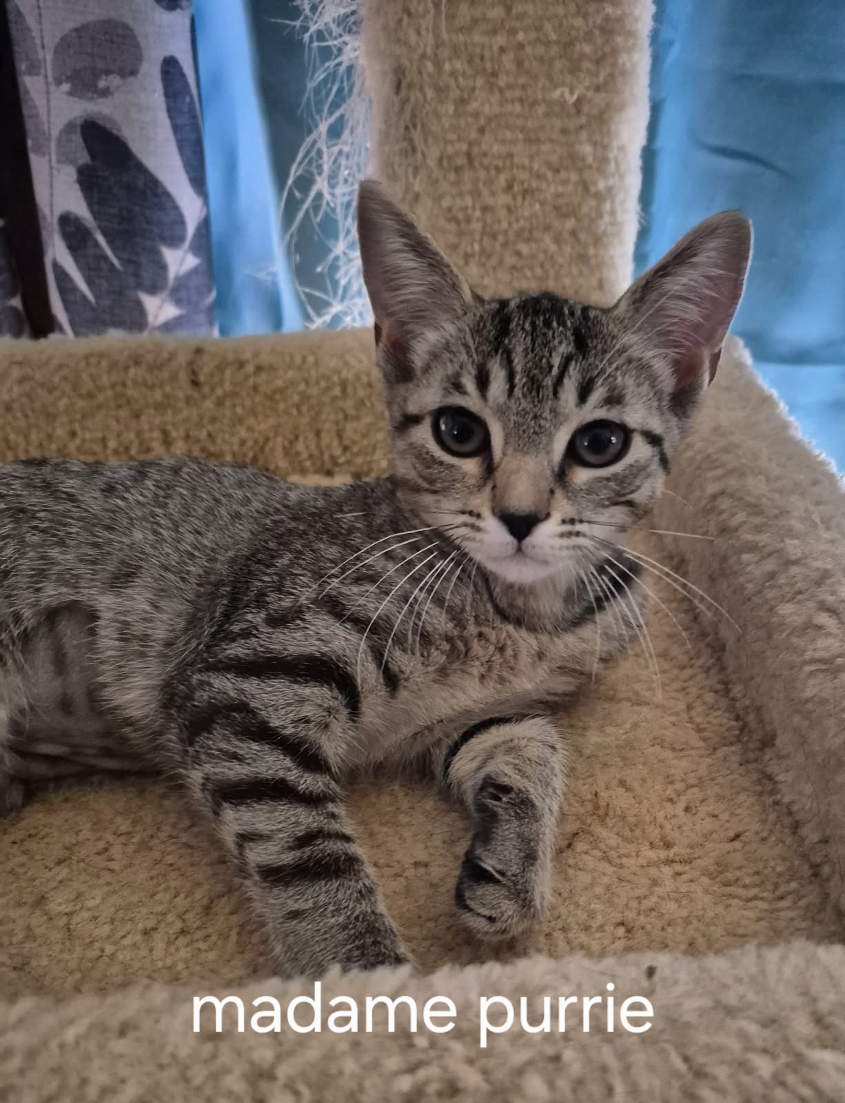 adoptable Cat in Oviedo, FL named Madame Purrie