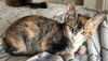 Pumpkin the Tabico Beauty