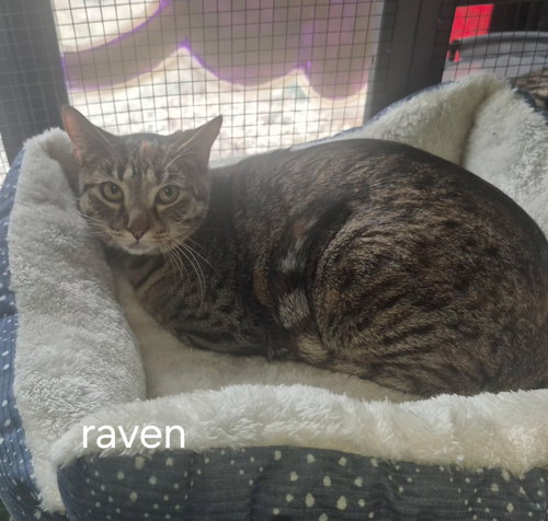 RAVEN - Domestic Short Hair available for adoption
