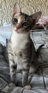 adoptable Cat in oviedo, FL named Zoe