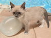 Zoraya the Lilac Point Siamese Beauty