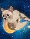 Zoraya the Lilac Point Siamese Beauty