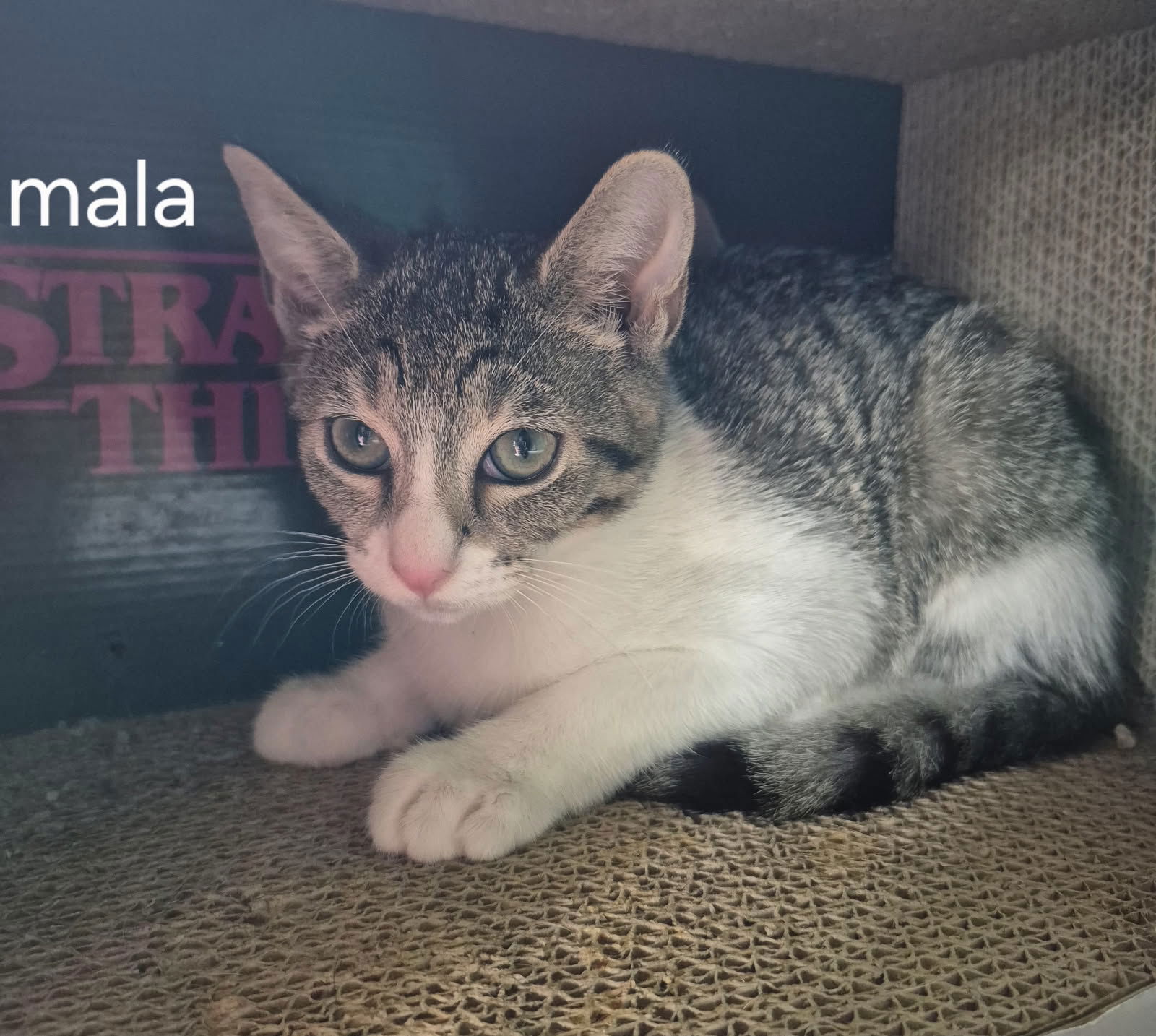 adoptable Cat in Oviedo, FL named Mala