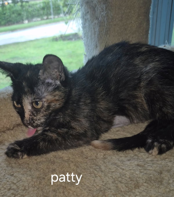 Patty