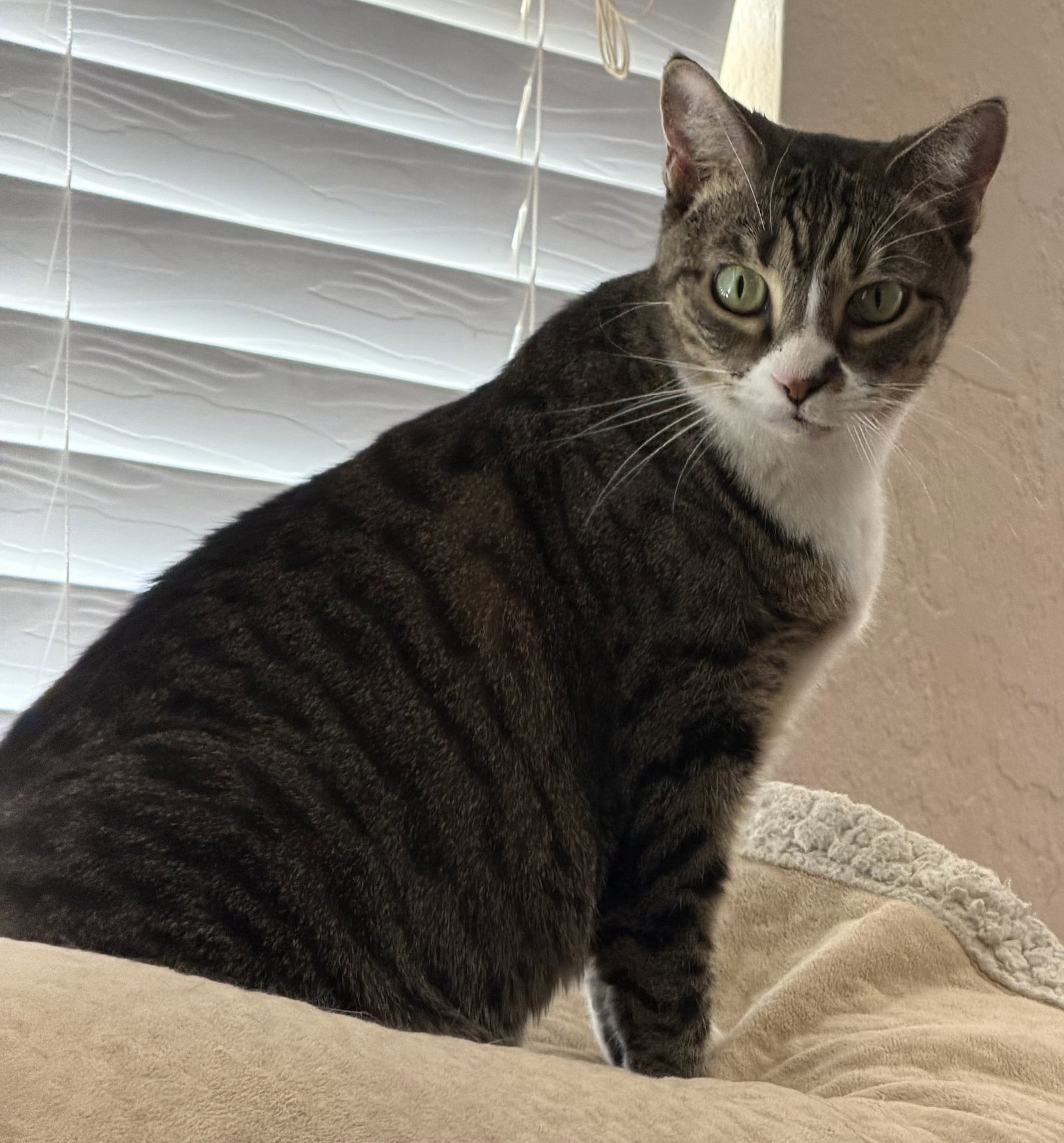Baby the Sweet Tabby