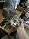 Baby the Sweet Tabby
