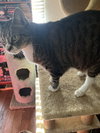 Baby the Sweet Tabby