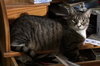 Baby the Sweet Tabby