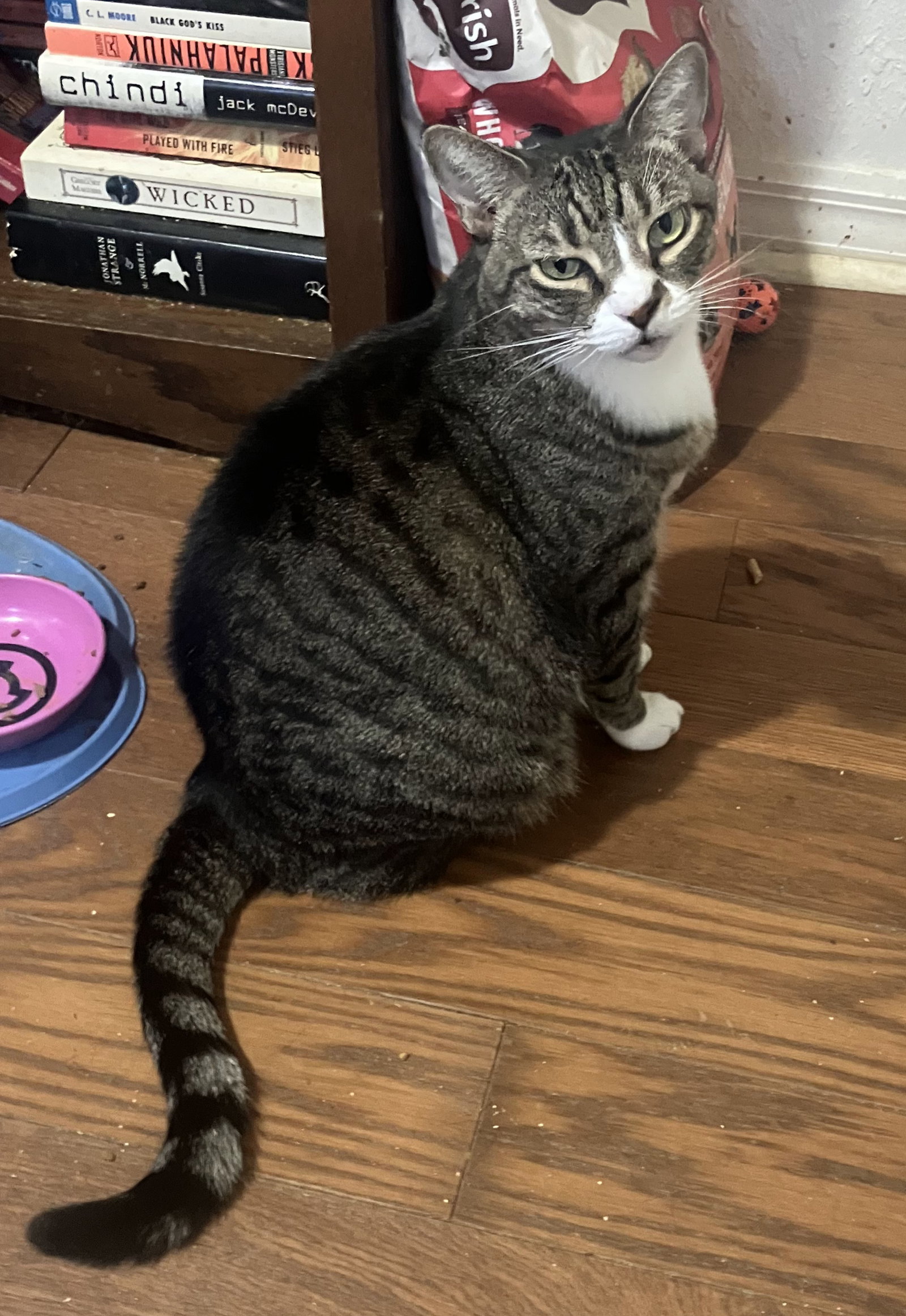 Baby the Sweet Tabby Image