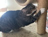 Baby the Sweet Tabby