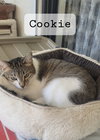 Cookie