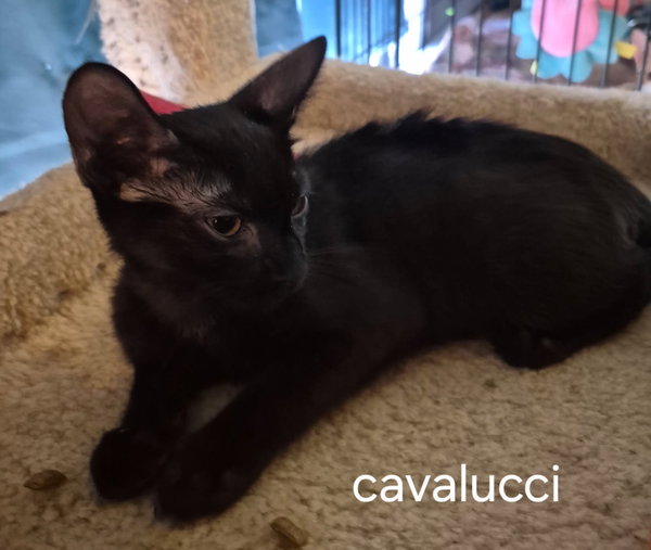 Cavalucci