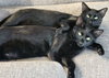 Onyx