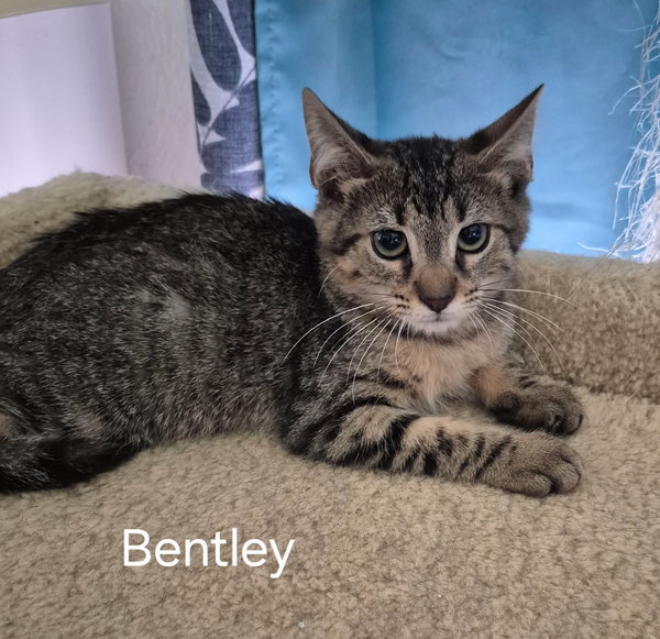 Bentley