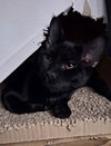 Sirius