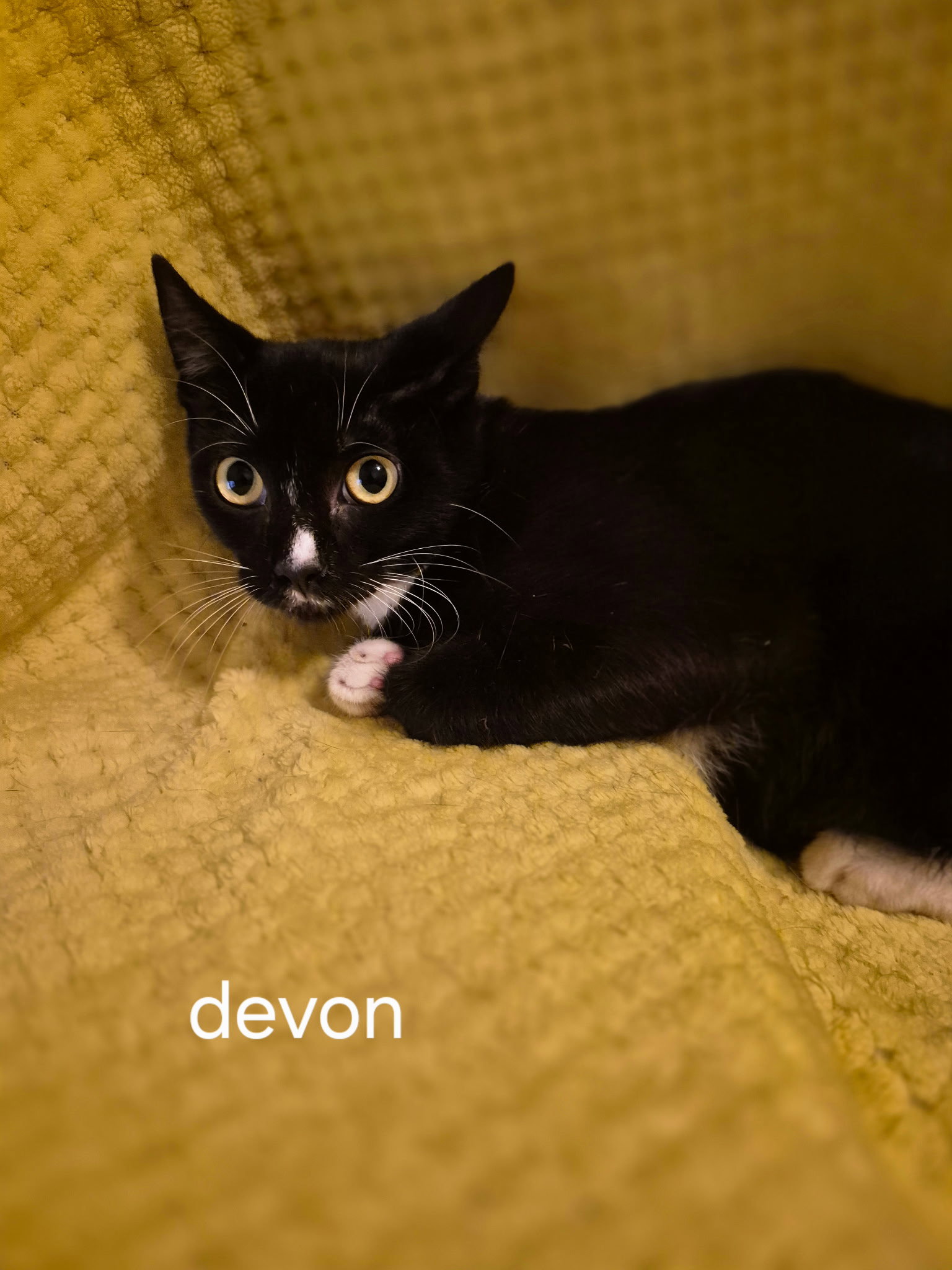 Devon