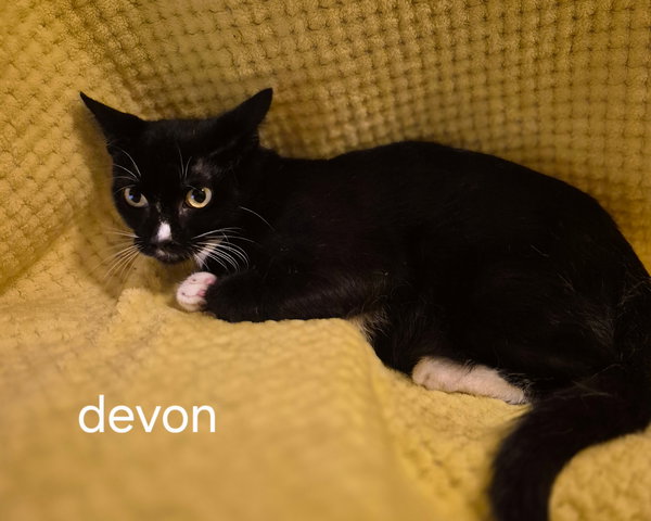 Devon