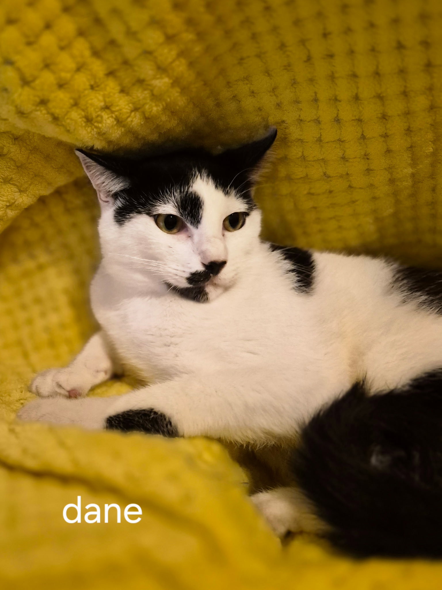 Dane