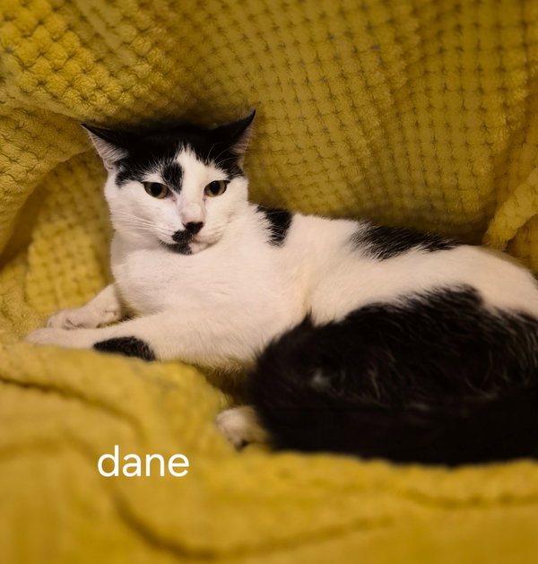 Dane
