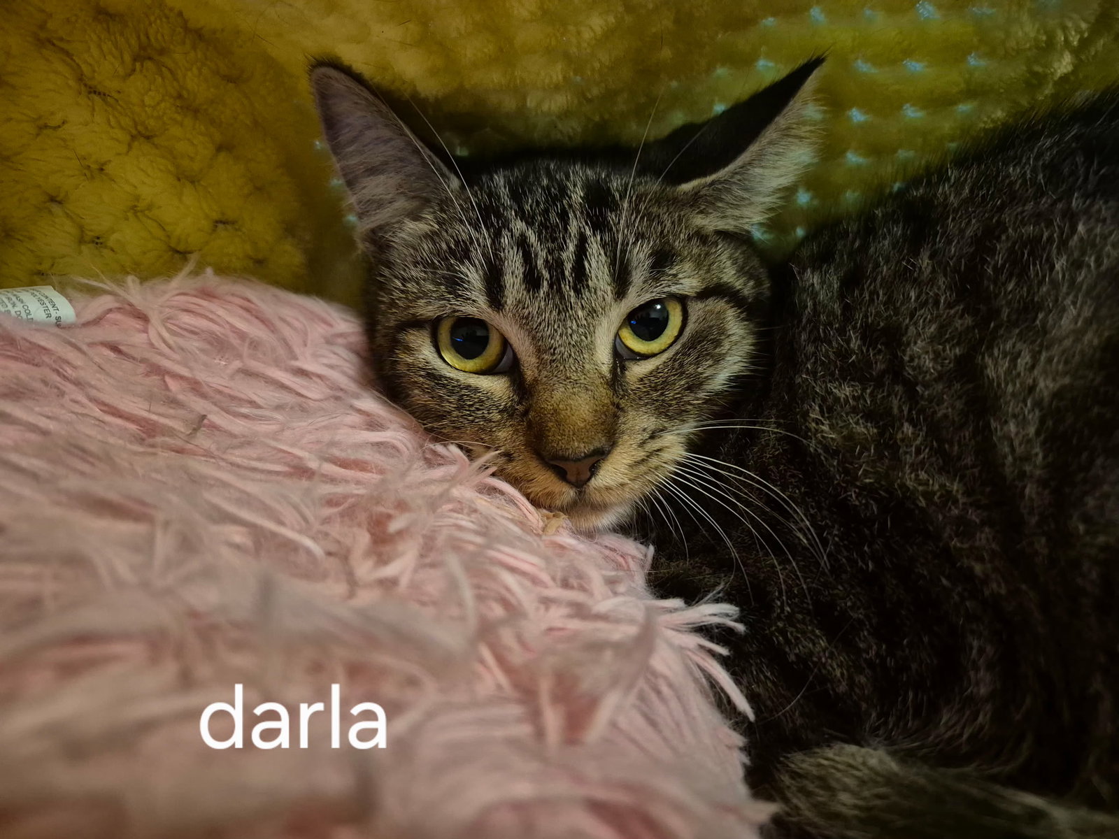 Darla