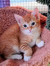 Marmalade