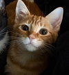 Marmalade