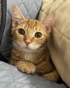 Marmalade