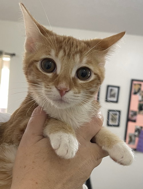 Maple