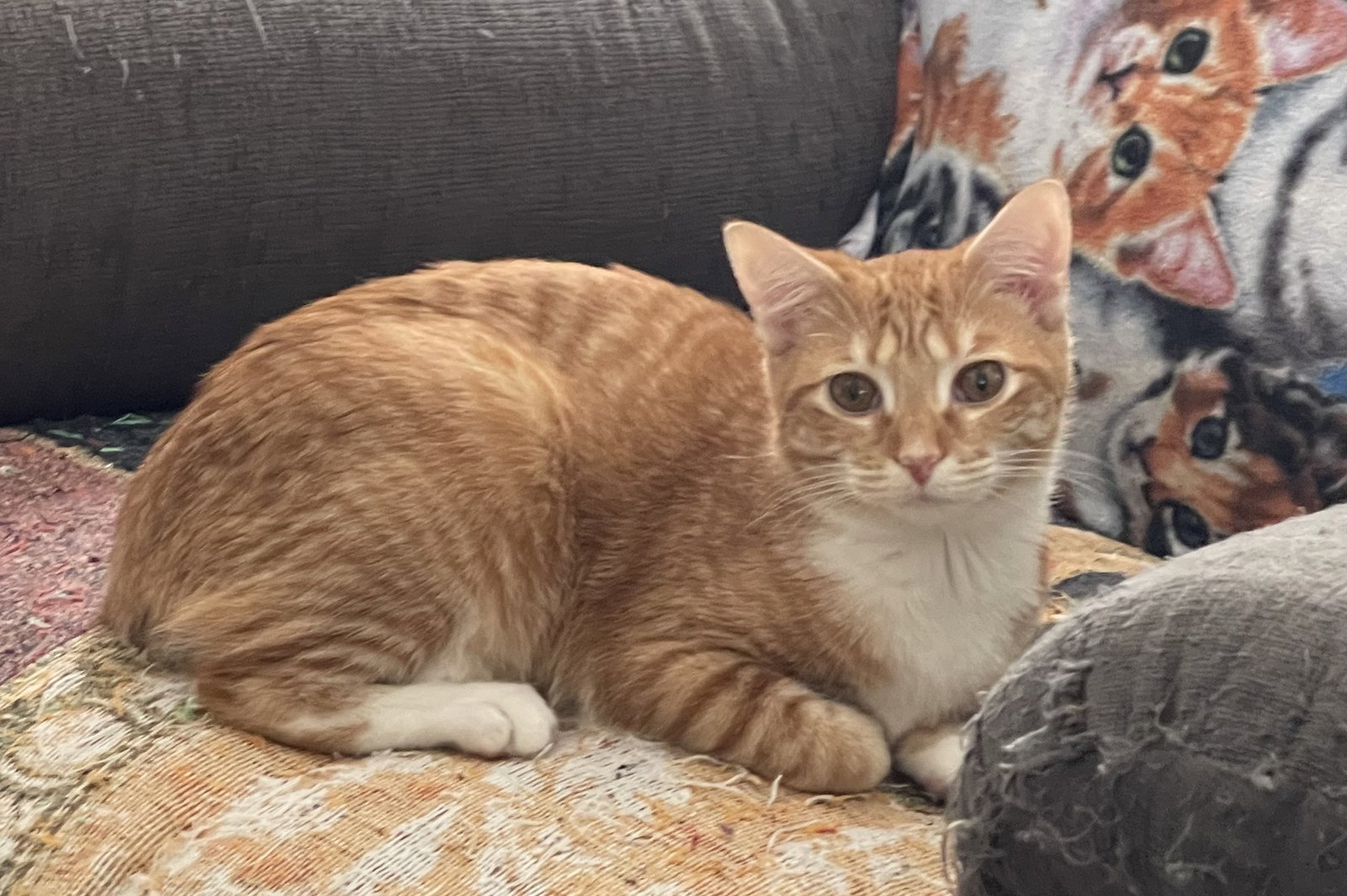 Maple